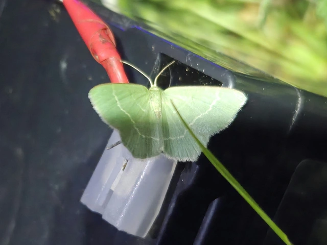 Chlorissa cloraria - sárgászöld araszoló