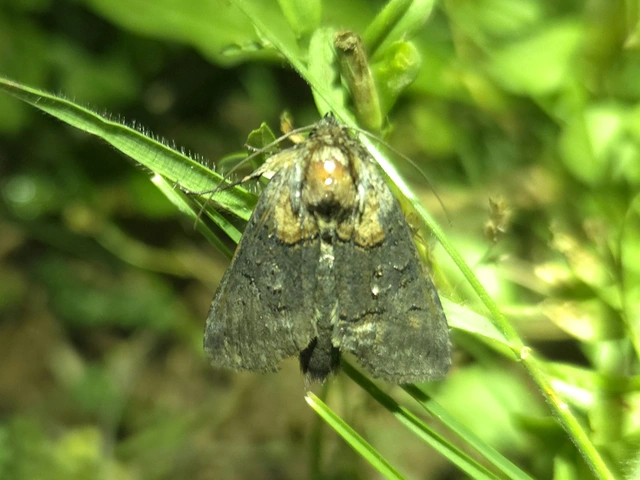 Abrostola asclepiadis - barnaövű csalánbagoly
