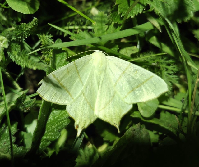 Ourapteryx sambucaria - fecskefarkú araszoló