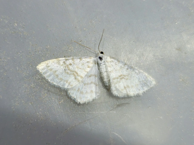 Asthena albulata - gyertyán-fehéraraszoló