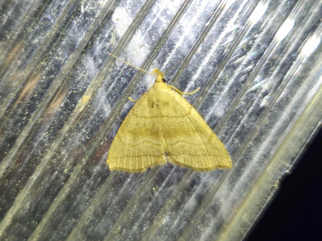 Herminia tarsicrinalis - szőröslábú karcsúbagoly