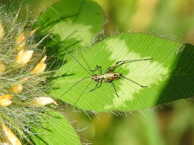 Phaneroptera