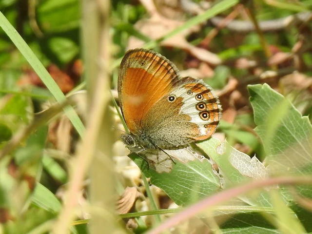 Coenonympha arcania - fehéröves szénalepke