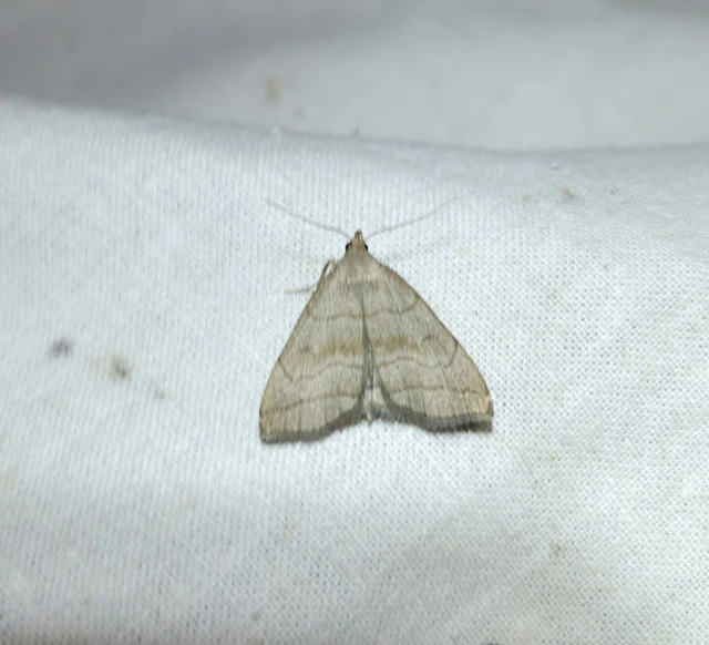 Herminia tarsicrinalis - szőröslábú karcsúbagoly
