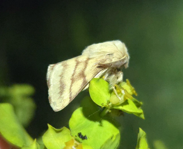 Malacosoma castrensis - kutyatejszövő