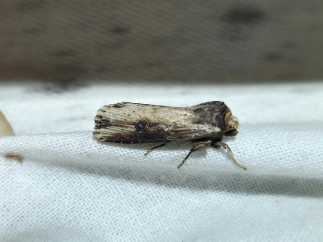 Axylia putris - vonalkás földibagoly