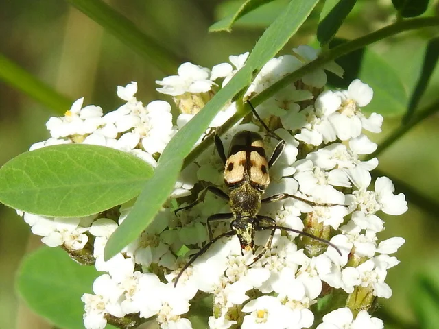 Pachytodes erraticus - rajzos virágcincér