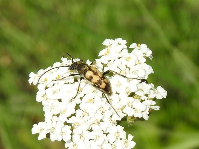Pachytodes erraticus - rajzos virágcincér