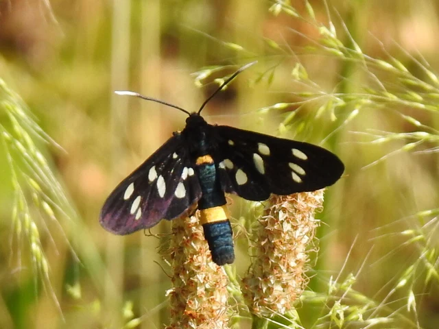 Amata phegea - fehérpettyes álcsüngőlepke
