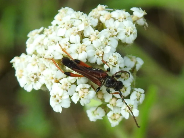 Stenopterus rufus - tarkacsápú keskenyfedőscincér