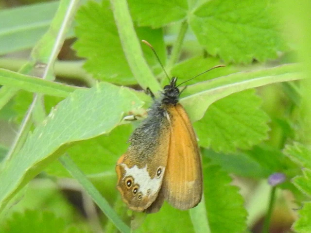 Coenonympha arcania - fehéröves szénalepke