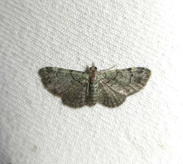 Pasiphila rectangulata - almavirág-araszoló