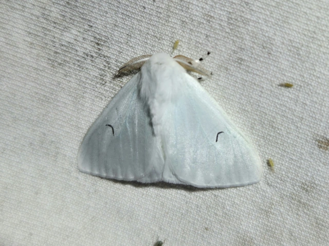 Arctornis l-nigrum - L-betűs gyapjaslepke