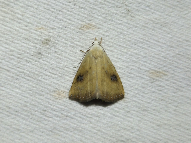 Rivula sericealis - selymes lórombagoly