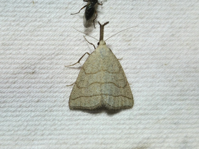 Polypogon tentacularia - sötétaljú karcsúbagoly