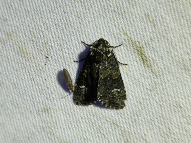 Craniophora ligustri - fagyalbagoly
