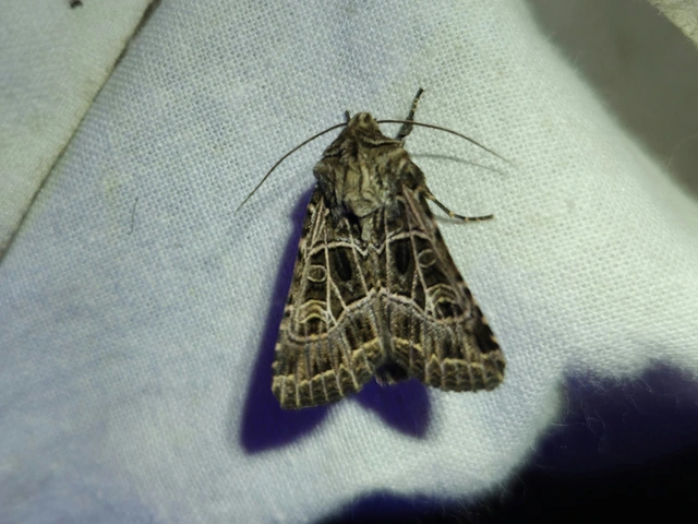 Heliophobus reticulata - fehéreres kertibagoly