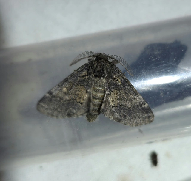Gluphisia crenata - kormos púposszövő