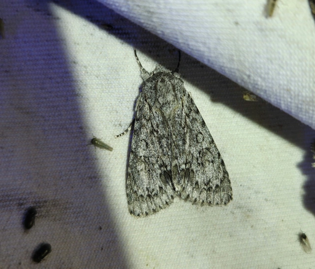 Acronicta aceris - vadgesztenye-szigonyosbagoly