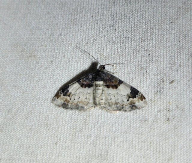 Catarhoe cuculata - csuklyás tarkaaraszoló