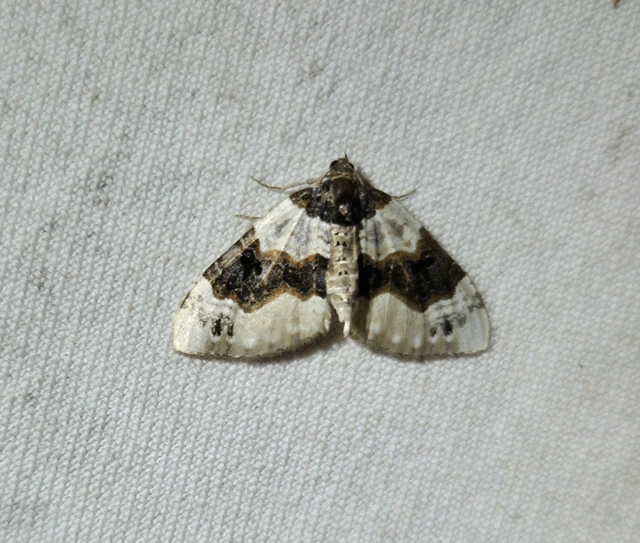 Cosmorhoe ocellata - szemes galajaraszoló