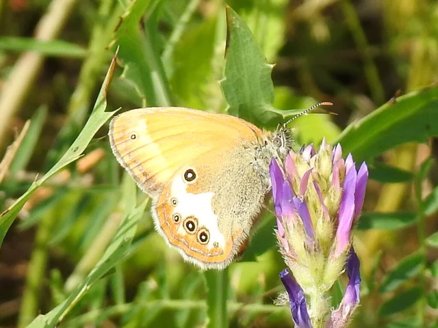 Coenonympha arcania - fehéröves szénalepke