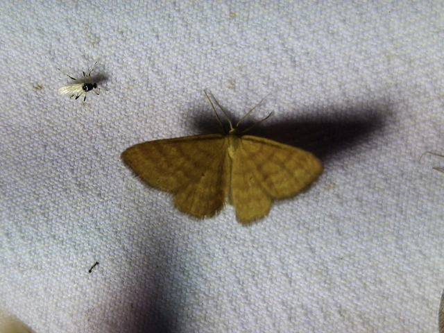 Idaea serpentata - kis sávosaraszoló