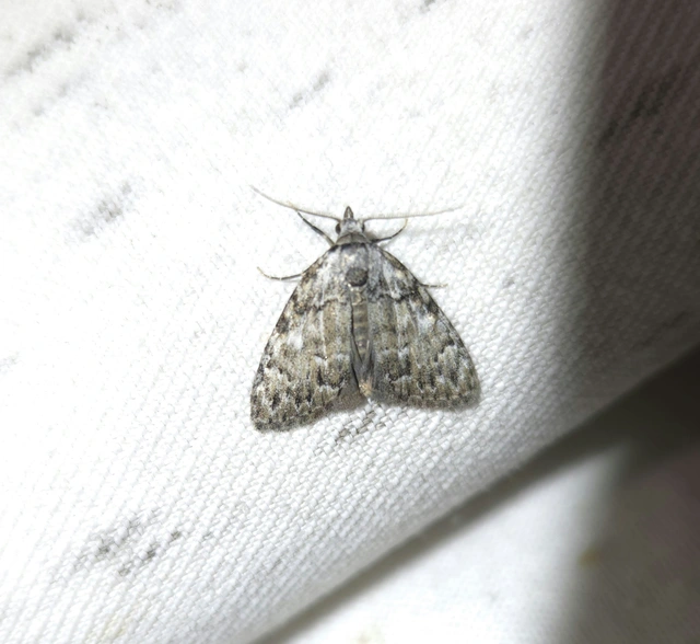 Meganola strigula - hamvas pamacsosszövő