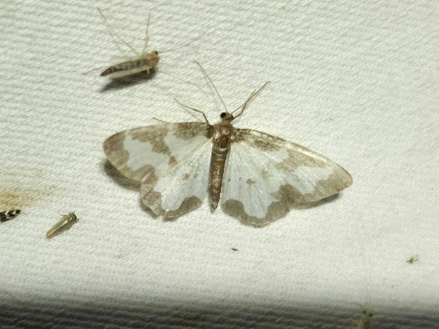 Lomaspilis marginata - szegélyes nyárfaaraszoló