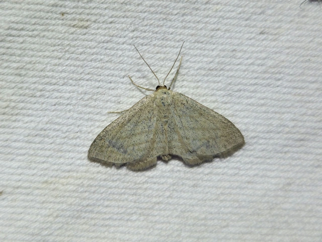 Scopula virgulata - vesszős sávosaraszoló