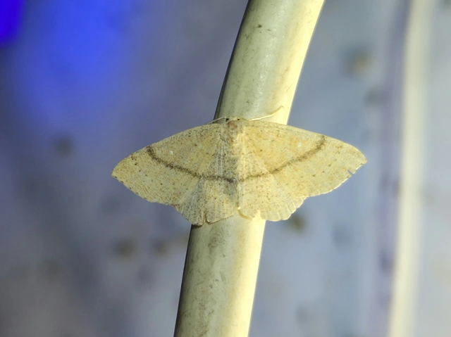 Cyclophora ruficiliaria - vörösrojtú pettyesaraszoló