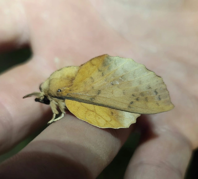 Gastropacha populifolia - sárga pohók