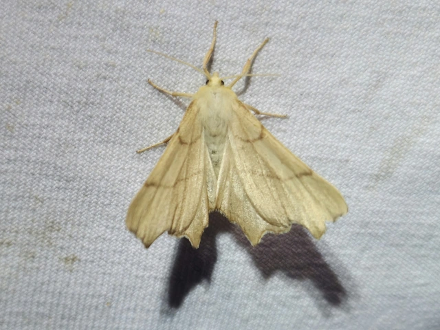 Ennomos erosaria - hársfa-levélaraszoló