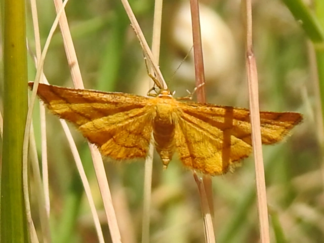Idaea aureolaria - aranyos sávosaraszoló