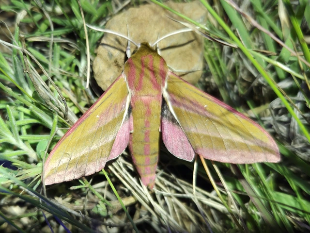 Deilephila elpenor - szőlőszender