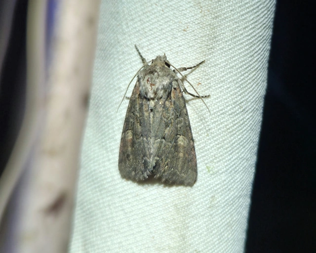 Lacanobia amurensis - homoki kertibagoly