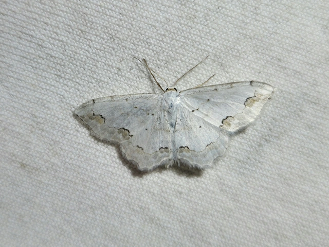Scopula ornata - díszes fehéraraszoló