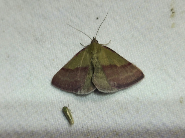 Phytometra viridaria - pirossávos bagoly