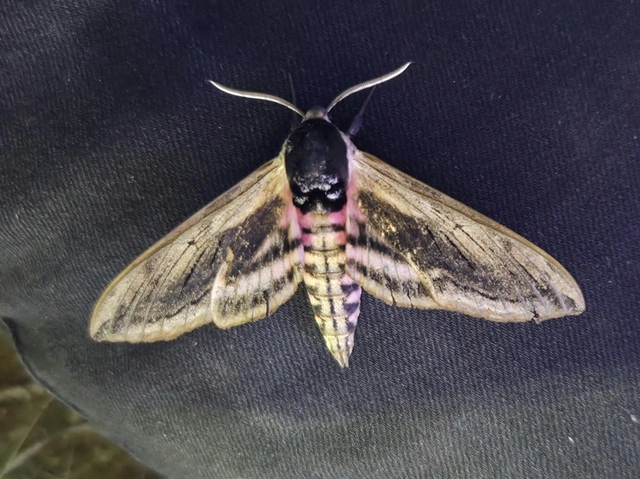 Sphinx ligustri - fagyalszender