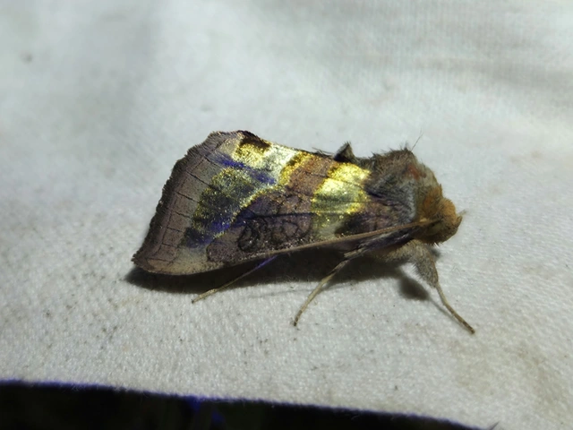 Diachrysia chrysitis - aranybagoly