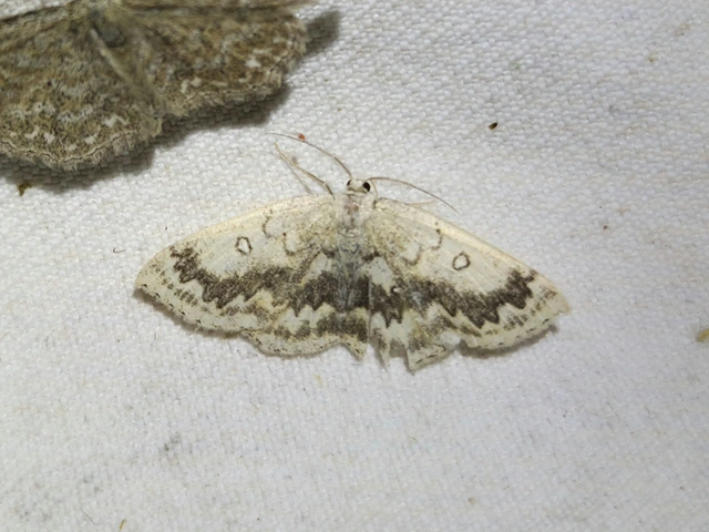 Cyclophora annularia - gyűrűs pettyesaraszoló