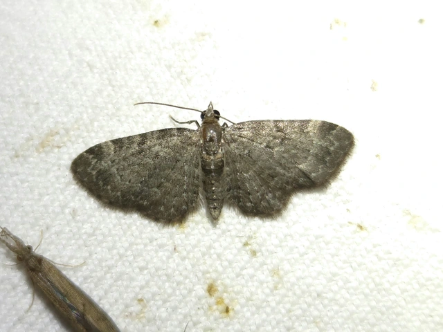 Pasiphila chloerata - hamvas törpearaszoló
