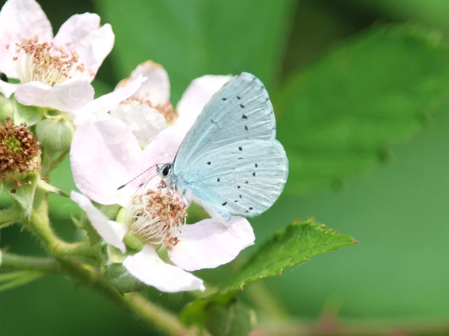 Celastrina argiolus - bengeboglárka