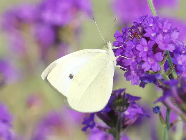 Pieris rapae - répalepke