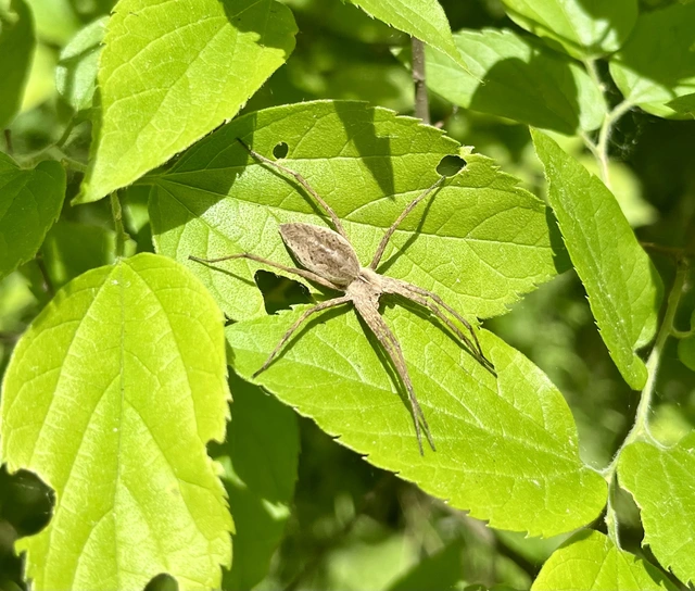 Pisaura mirabilis - csodáspók