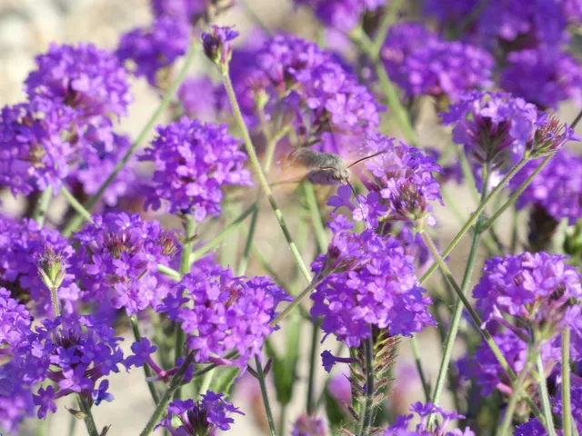 Macroglossum stellatarum - kacsafarkú szender