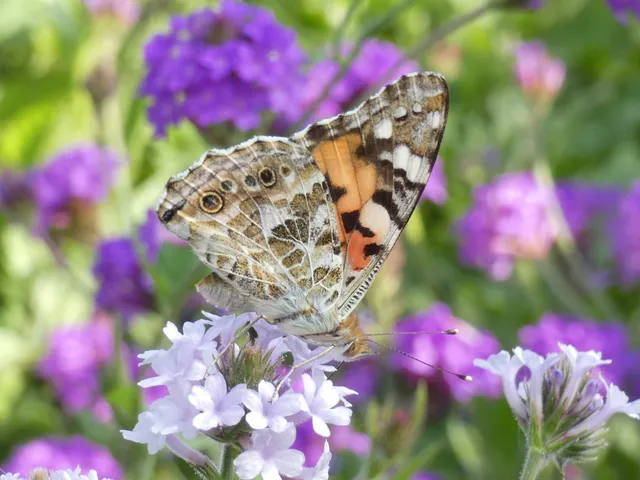 Vanessa cardui - bogáncslepke