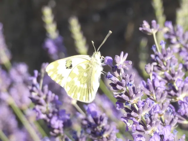 Pontia edusa - rezedalepke