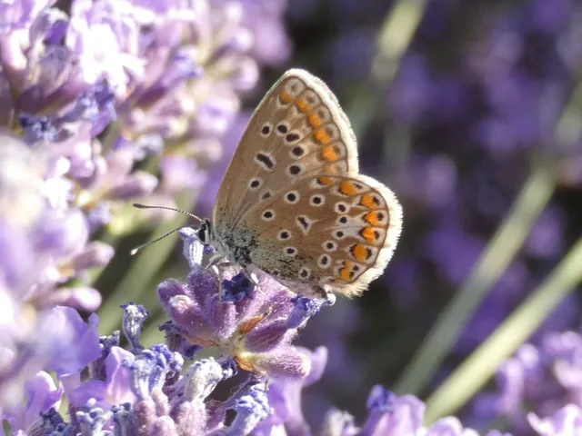Polyommatus icarus - közönséges boglárka