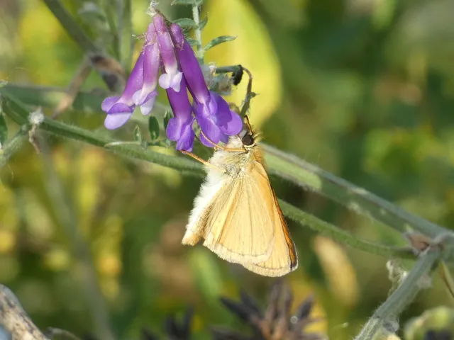 Thymelicus lineola - vonalas busalepke
